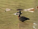 Witwangfluiteend / White-faced Whistling Duck