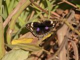 Dark Blue Pansy