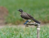 Zwartkapbabbelaar / Blackcap Babbler