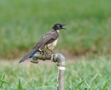 Zwartkapbabbelaar / Blackcap Babbler