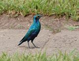 Groenstaartglansspreeuw / Greater Blue-eared Starling