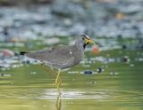 Lelkievit / African Wattled Lapwing