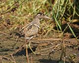 Goudsnip / Greater Painted-snipe