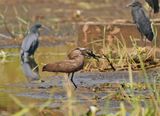 Hamerkop / Hamerkop