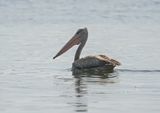 Kleine Pelikaan / Pink-backed Pelican