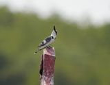 Bonte IJsvogel / Pied Kingfisher