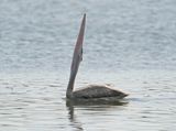 Kleine Pelikaan / Pink-backed Pelican