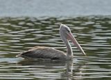 Kleine Pelikaan / Pink-backed Pelican