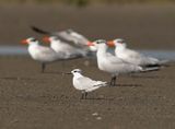 Grote Stern / Sandwich Tern