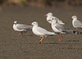 Dunbekmeeuw / Slender-billed Gull