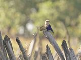 Blauwbuikscharrelaar / Blue-bellied Roller