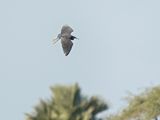 Zwarte Reiger / Black Heron