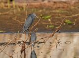 Zwarte Reiger / Black Heron