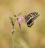 Citrus Swallowtail