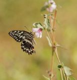 Citrus Swallowtail