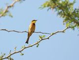 Kleine Bijeneter / Little Bee-eater