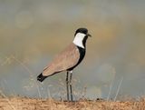 Sporenkievit / Spur-winged Lapwing