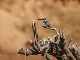 Bonte IJsvogel / Pied Kingfisher
