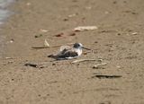Groenpootruiter / Common Greenshank