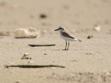 Vale Strandplevier / White-fronted Plover