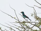 Sahelscharrelaar / Abyssinian Roller