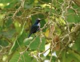 Roodbuikhoningzuiger / Splendid Sunbird