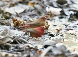 Vuurvink / Red-billed Firefinch