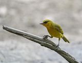 Zwartnekwever / Black-necked Weaver