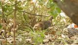 Barbarijse Frankolijn / Double-spurred Francolin