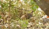 Barbarijse Frankolijn / Double-spurred Francolin