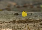 Common Grass Yellow