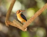 Afrikaanse Dwergijsvogel  / African Pygmy Kingfisher