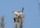 Grijze Tok / African Grey Hornbill