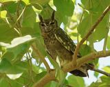 Grijze Oehoe / Greyish Eagle Owl