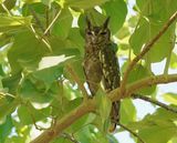 Grijze Oehoe / Greyish Eagle Owl
