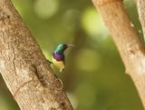 Ornaathoningzuiger / Variable Sunbird