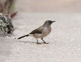 Grauwe Buulbuul / Common Bulbul