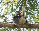 Westelijke Roodsnaveltok / Western Red-billed Hornbill