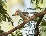 Westelijke Roodsnaveltok / Western Red-billed Hornbill