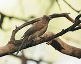Grauwe Buulbuul / Common Bulbul
