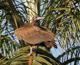 Kapgier / Hooded Vulture