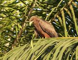 Geelsnavelwouw / Yellow-billed Kite