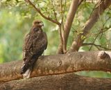 Geelsnavelwouw (juveniel) / Yellow-billed Kite (juvenile)
