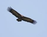 Kapgier / Hooded Vulture