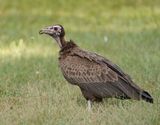 Kapgier / Hooded Vulture