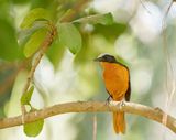 Schubkaplawaaimaker / White-crowned Robin Chat