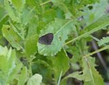 Vulgar Bush Brown
