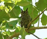 Grijze Oehoe / Greyish Eagle Owl