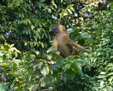 Bruine Baviaan / Guinea Baboon