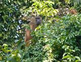 Bruine Baviaan / Guinea Baboon